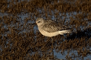 Grey plover